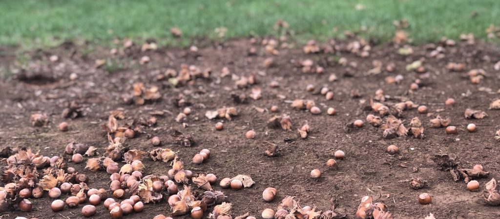 Hazelnuts on orchard floor