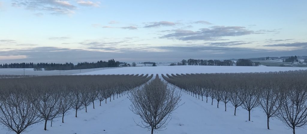 Hazelnut orchard in snow